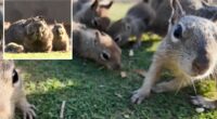 Santa Monica scrambling to slow squirrel population as Palisades Park overrun
