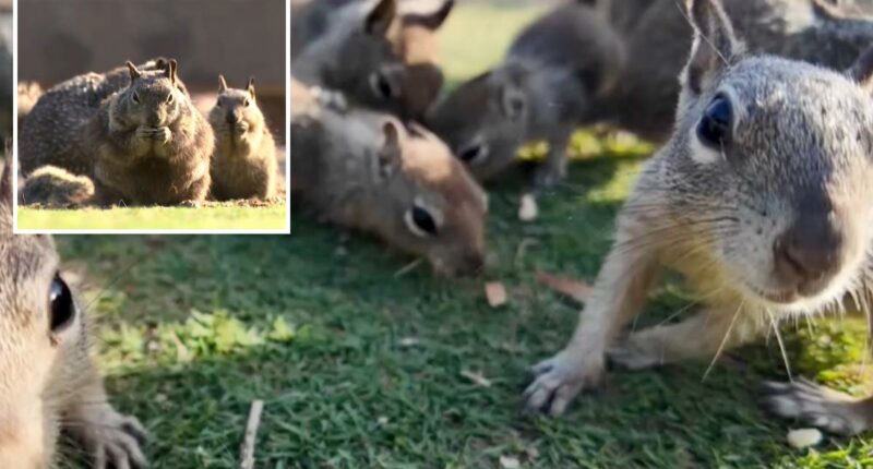Santa Monica scrambling to slow squirrel population as Palisades Park overrun