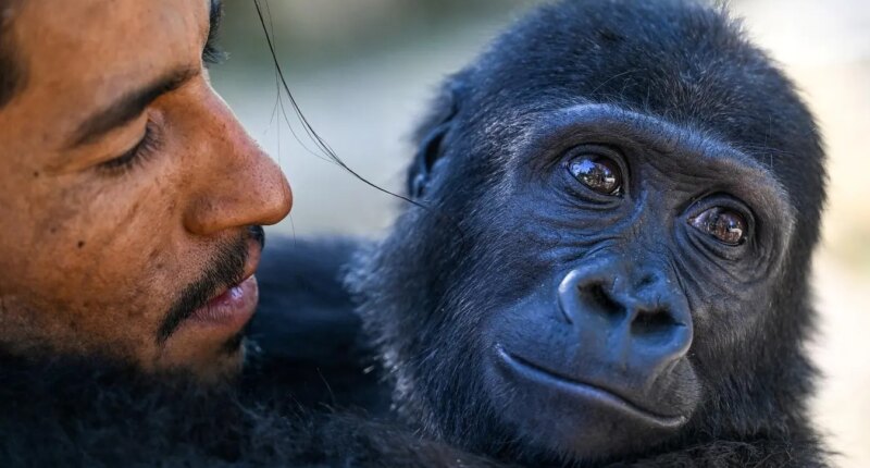 Scientists Tickled Gorillas And Found An Old Clue To How Humans Learned Speech