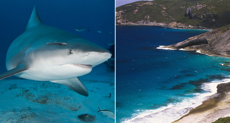Spearfisherman killed by suspected 15-foot shark after third fatal attack in less than a month