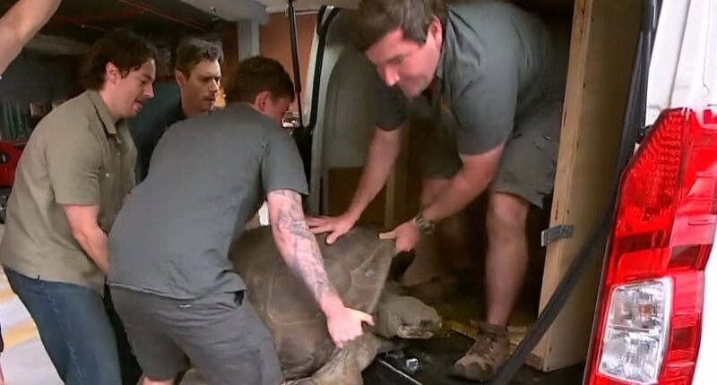 Sunrise accused of animal cruelty after State of Origin stunt