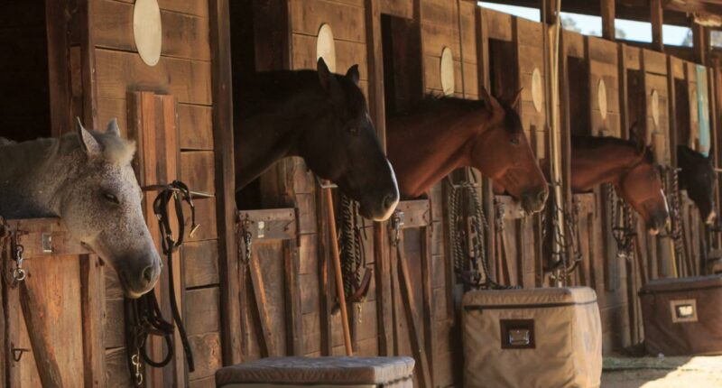 Teen girl arrested for stabbing 3 horses at Las Vegas barrel racing event