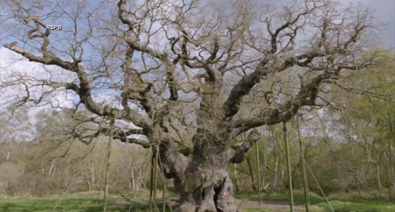 Thousand-year-old ancient oak tree tied to 'Robin Hood' legend has died, wildlife charity says