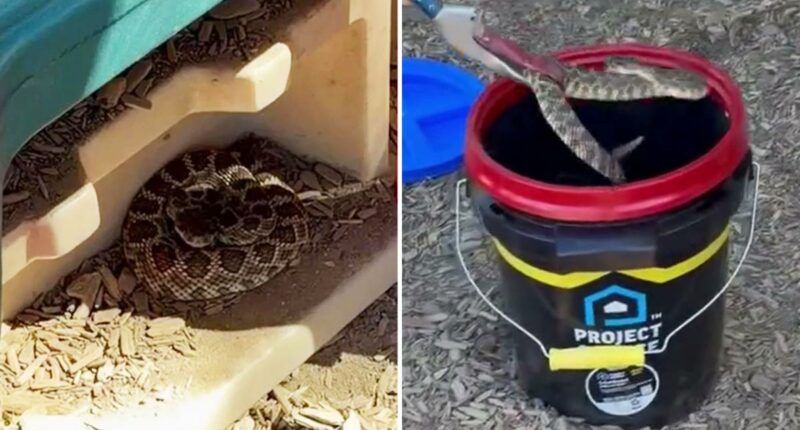 Vicious rattlesnake goes berserk after child spots it in preschool playhouse