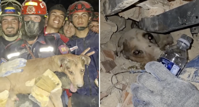 Video captures firefighters rescuing dog from the rubble of Venezuela earthquakes