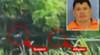 Video shows accused drunk driver run from cops -- and into the jaws of a gator
