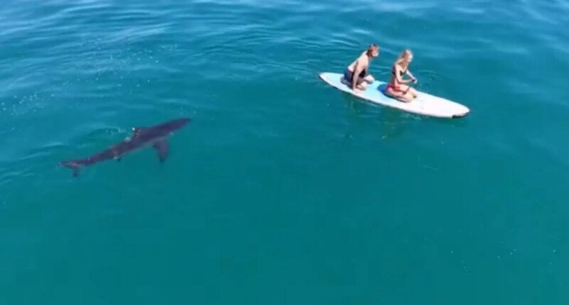 Video shows huge great white shark circling California paddleboarders