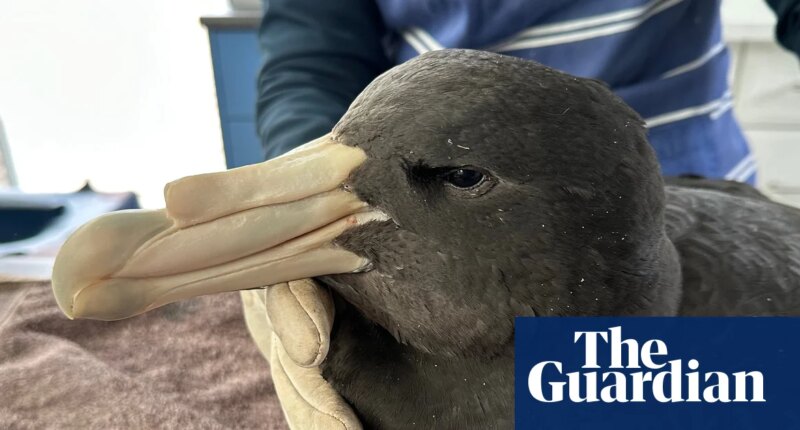 Western Australian poultry farms locked down as second wild bird dies from H5N1 bird flu