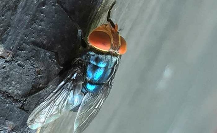 What to know about the New World screwworm fly and its reappearance in the US