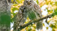 Why thousands of adorable owls are about to be brutally killed on the West Coast
