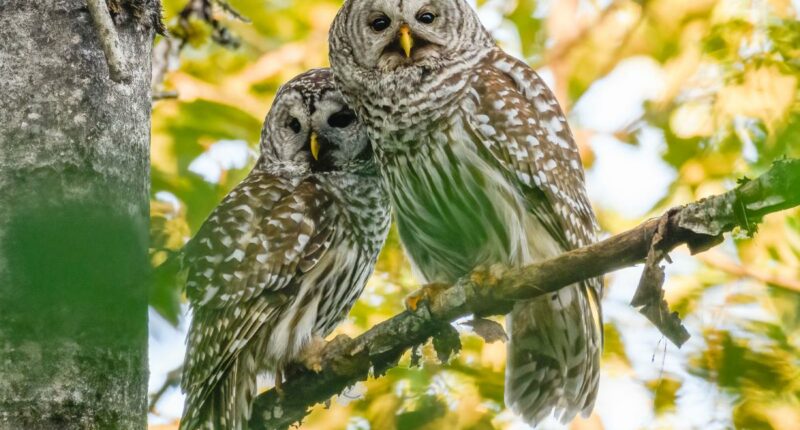 Why thousands of adorable owls are about to be brutally killed on the West Coast