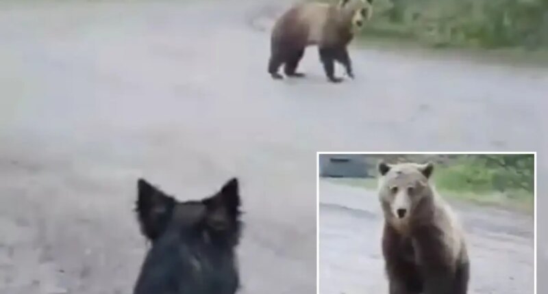 Woman shoots video of charging bear encounter while taking her dog for a morning walk