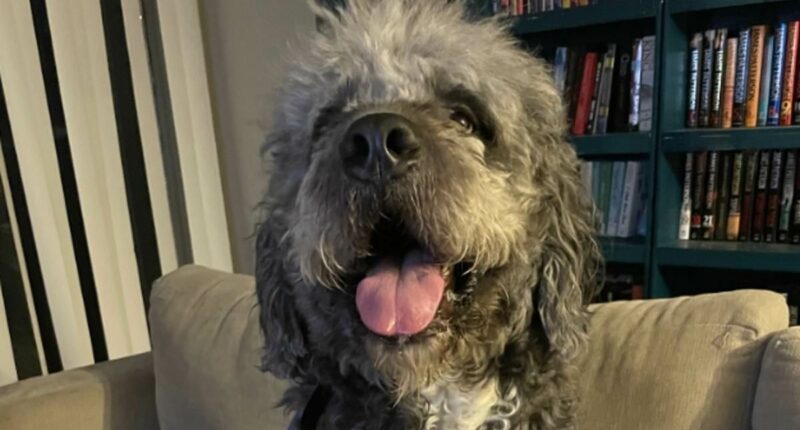 Woman's adorable dog shot dead when cops probe noise complaint