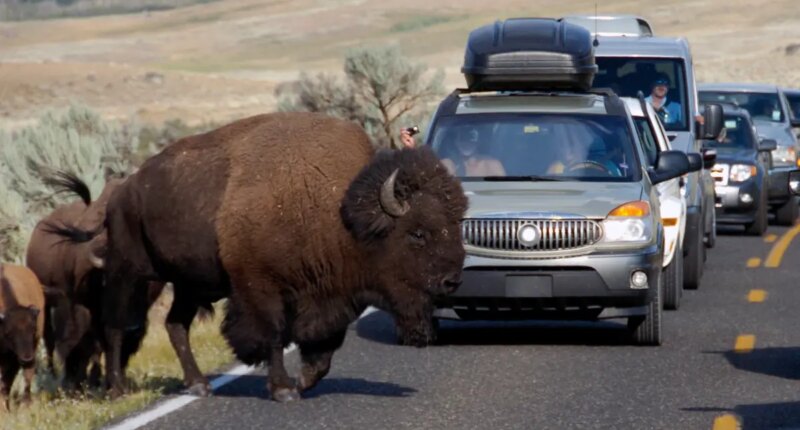 Yellowstone National Park bison attack leaves 12-year-old hospitalized