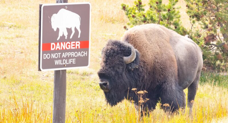 12-year-old visitor injured by bison at Yellowstone National Park