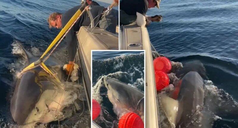 1,700lb great white shark 'Contender,' biggest ever recorded in Atlantic, believed to be heading to Cape Cod