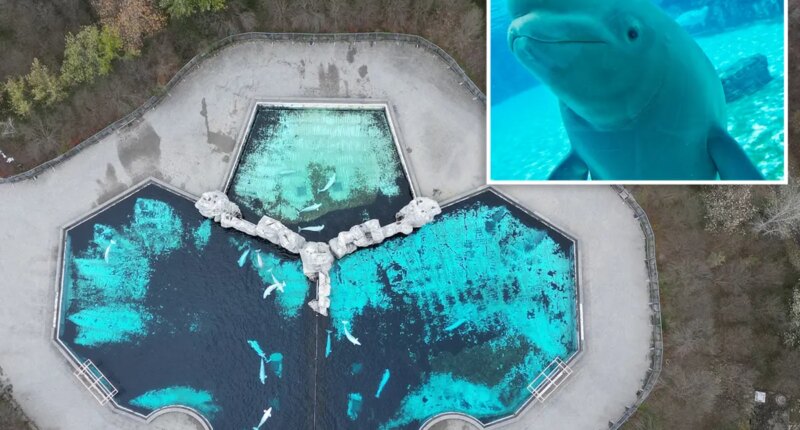 30 beluga whales to be moved from Marineland park in Canada