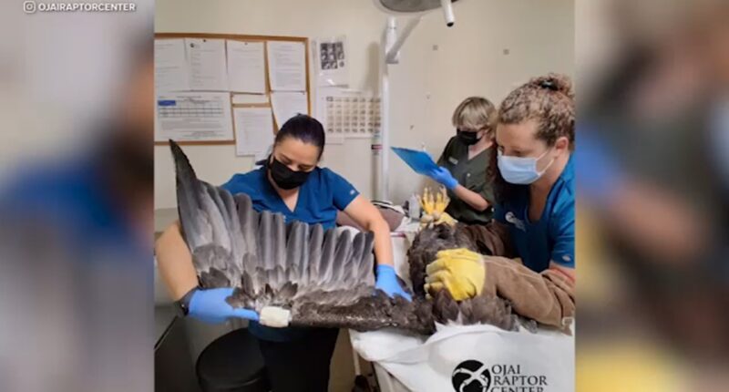 Bald eagle Jackie in critical condition after rescue near Big Bear nest