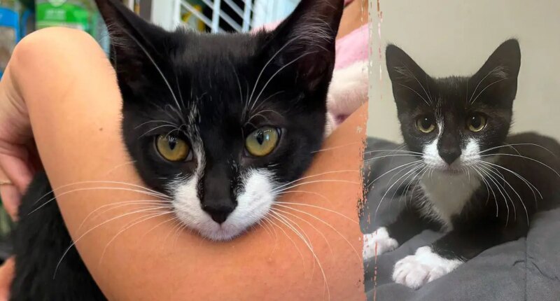 Bank robbery suspect allegedly steals kitten, asks employee to hold it before demanding cash