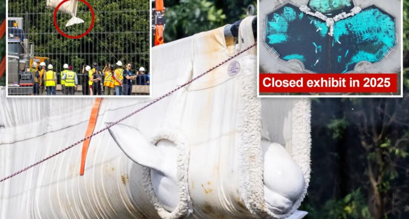 Beluga whales rescued from shuttered theme park in Canada