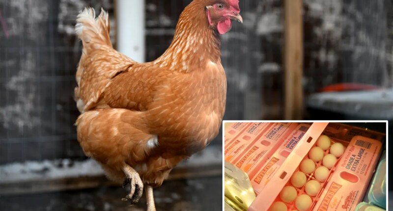 Big egg producers artificially inflated prices as Americans struggled to buy groceries, must now pay $3.3M: DOJ