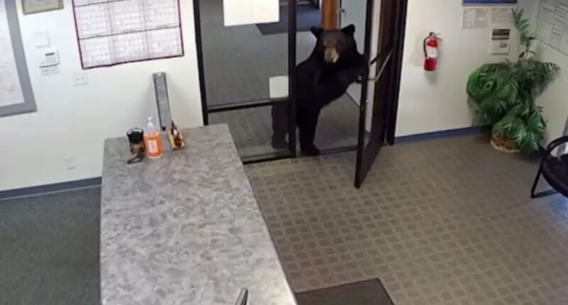Black bear caught on video wandering into California water district office after pushing open front door