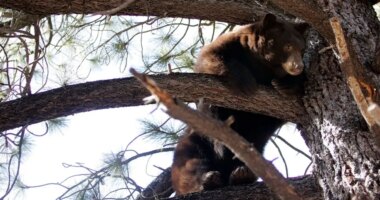Black bear raiding a garbage can at Lake Tahoe garage triggers dramatic wildlife encounter