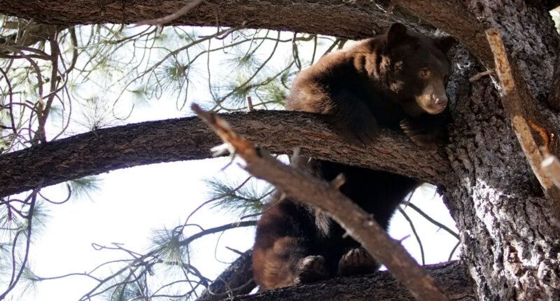 Black bear raiding a garbage can at Lake Tahoe garage triggers dramatic wildlife encounter