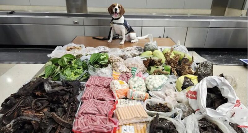 Border K9 sniffs out 99 pounds of prohibited meat, plants and monitor lizard in suitcase from Thailand