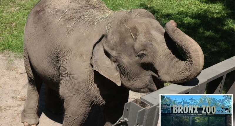 Bronx Zoo may move last remaining elephant 'Patty' to Tennessee sanctuary: report
