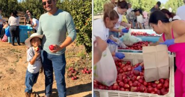 California fruit farmer reveals results of his massive nectarine giveaway: 'Something none of us could have predicted'