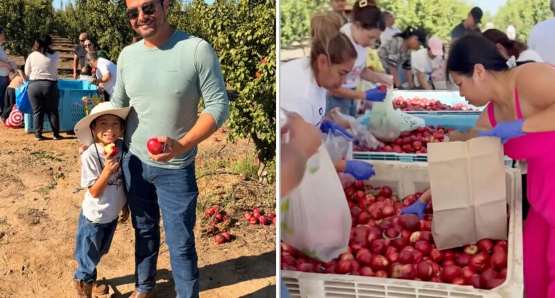 California fruit farmer reveals results of his massive nectarine giveaway: 'Something none of us could have predicted'