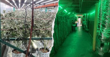 California seizes 63,000 pounds of illegal cannabis worth $104 million in major crackdown