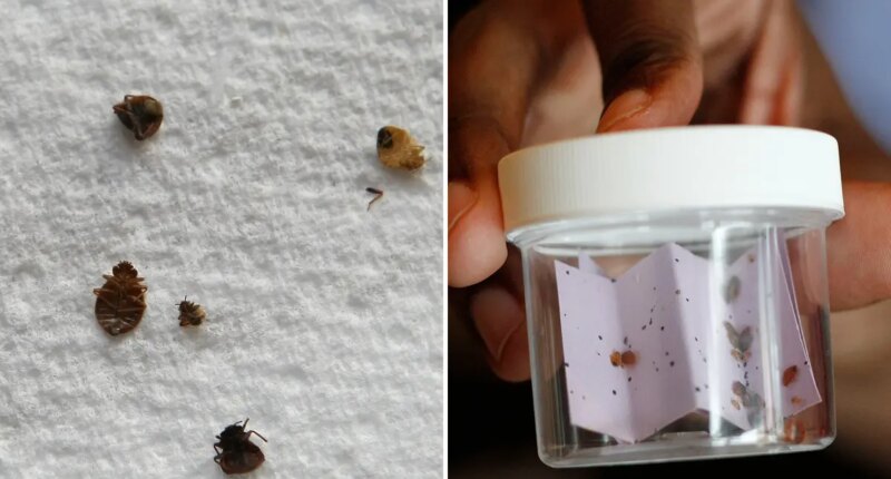 Chicago lands crown as bedbug capital of the US: report