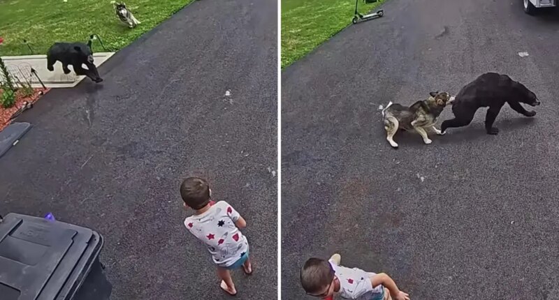 Connecticut family's dog fights off bear that charged 6-year-old boy: video