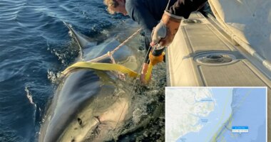 Contender world's largest male great white shark latest ping mystifies scientists