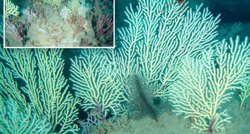Coral reef gets rediscovered during 'big moment' in West Africa