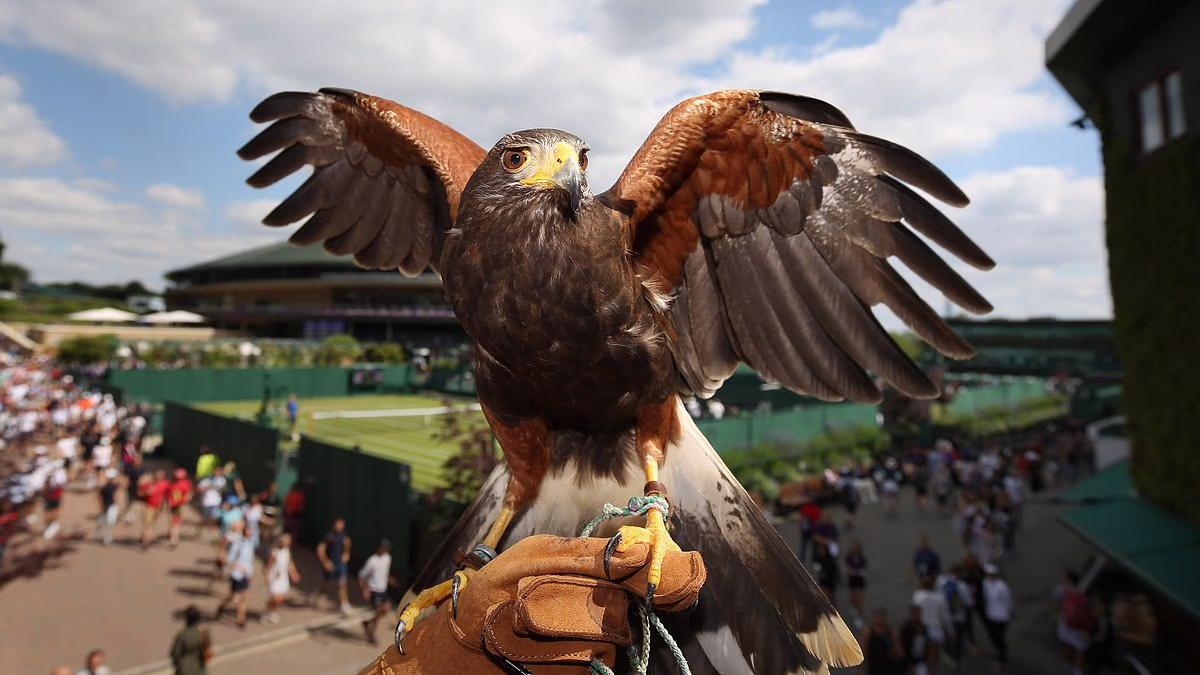 Could Wimbledon eventually replace Rufus the hawk with AI drones?
