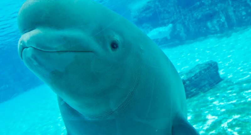Dozens of Marineland's beluga whales coming to U.S. through international emergency rescue plan