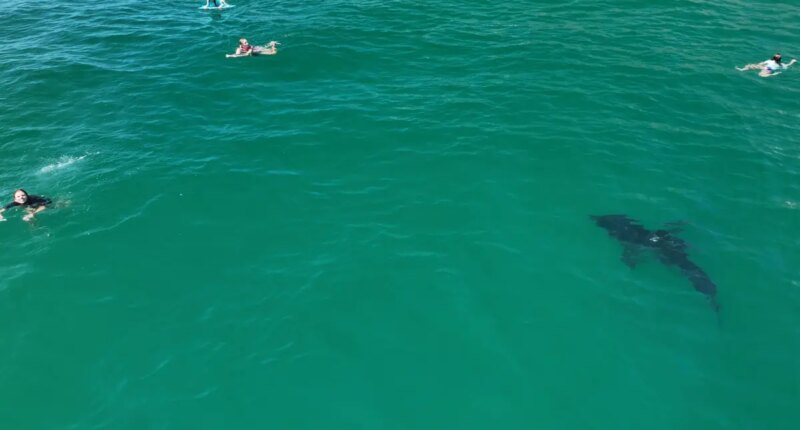 Drone video shows great white shark circling young swimmers in Southern California