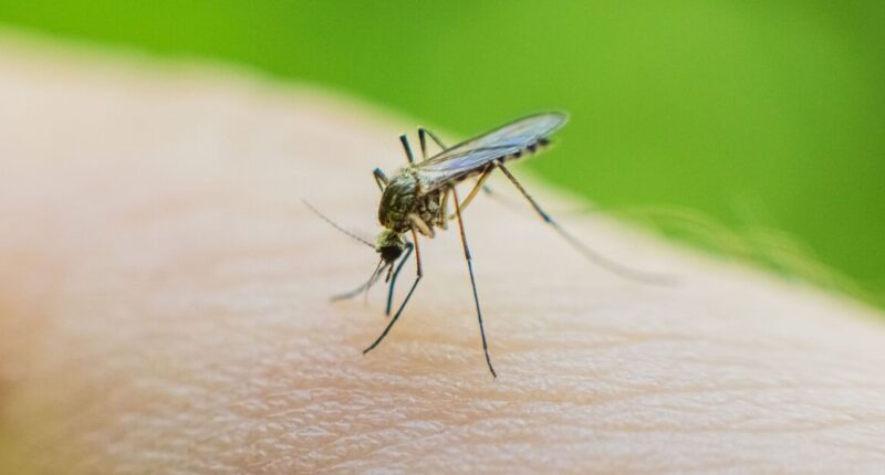 Fresh mosquito warning for anyone travelling to 7 regions