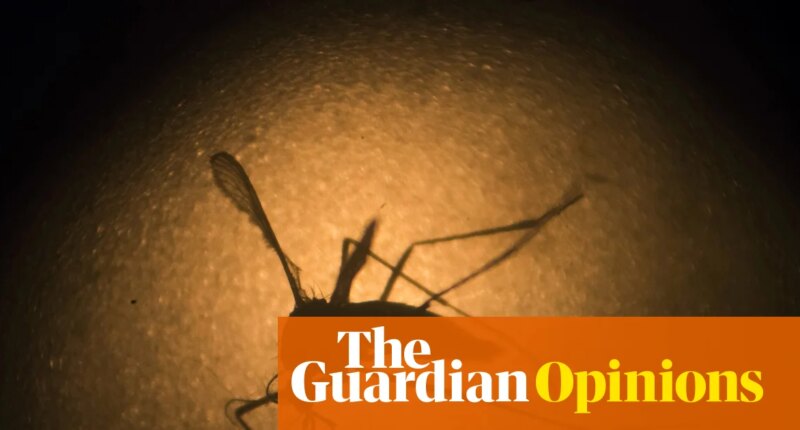 Google wants to release 32 million sterile mosquitoes. Our Australian tests offer a valuable lesson | Nigel Beebe for the Conversation