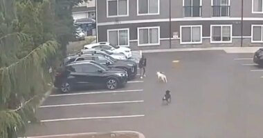 Horrifying moment pregnant woman is attacked by dogs — as doctors forced to induce labor