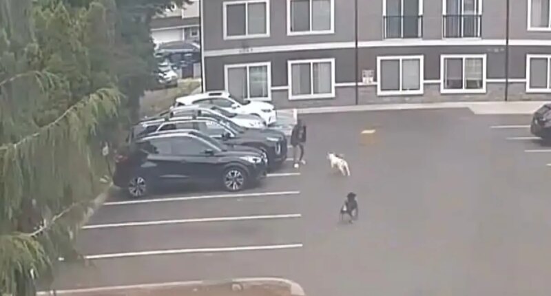 Horrifying moment pregnant woman is attacked by dogs — as doctors forced to induce labor