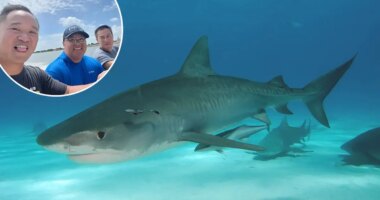 How three friends survived a shipwreck and a shark attack