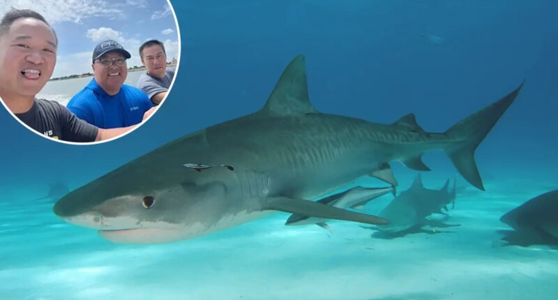 How three friends survived a shipwreck and a shark attack