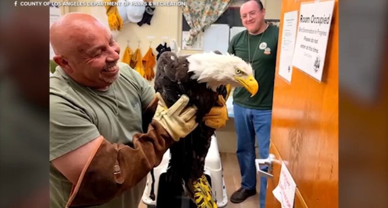 Injured bald eagle rescued in Big Bear believed to be Jackie, Friends of Big Bear Valley says