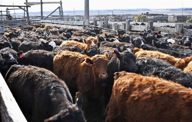 Stay Focused and Keep Wrangling Cattle: A Rancher’s Guide to Perseverance