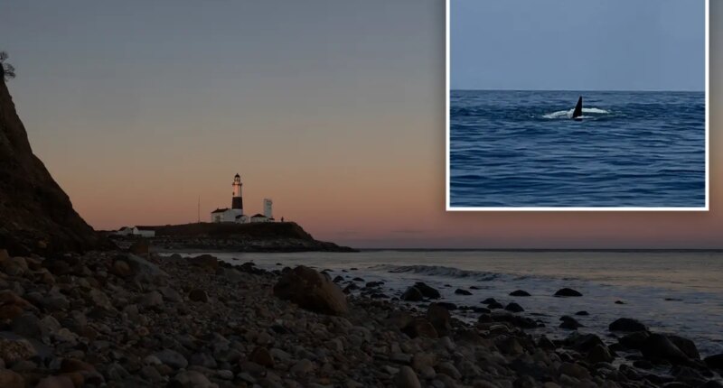 Killer whale spotted off Montauk coast