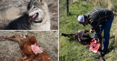 Killer wolves terrorize California ranchers desperate to defend livestock from predators